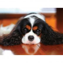 Kit de broderie Diamant - Wizardi - Cavalier King Charles